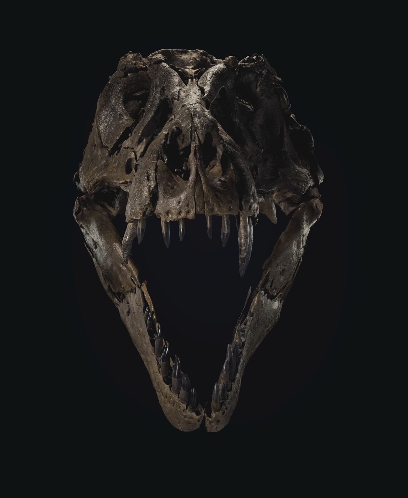 Want to buy a dinosaur? One of the world's biggest T. rex skeletons is up for sale